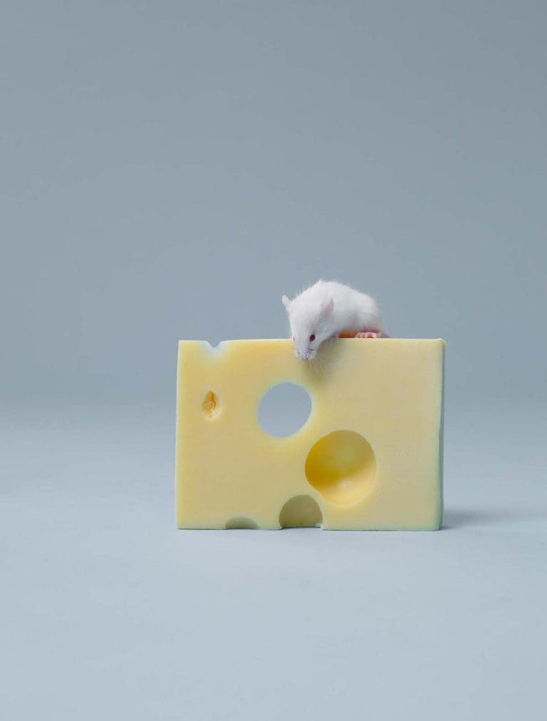 image of a small mouse sitting on big cheese